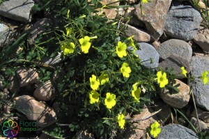 Oxalis pes-caprae2